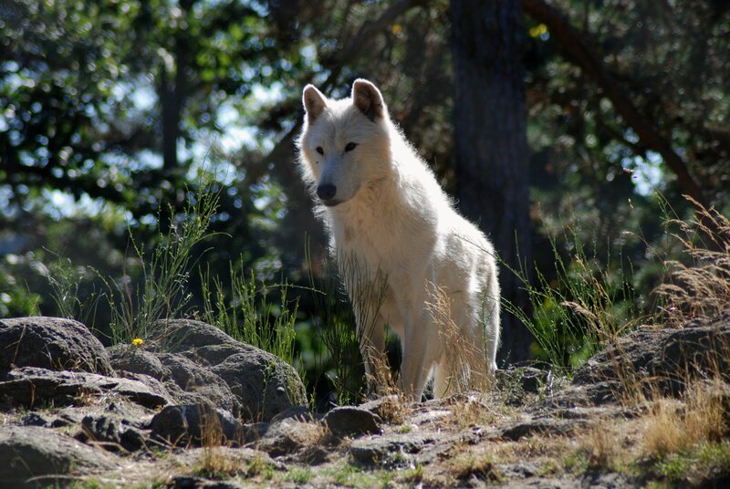White Wolf in Forest — Natural, Afternoon, Photograph, Trees