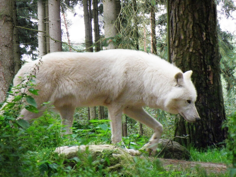White Wolf in Forest — Natural, Afternoon