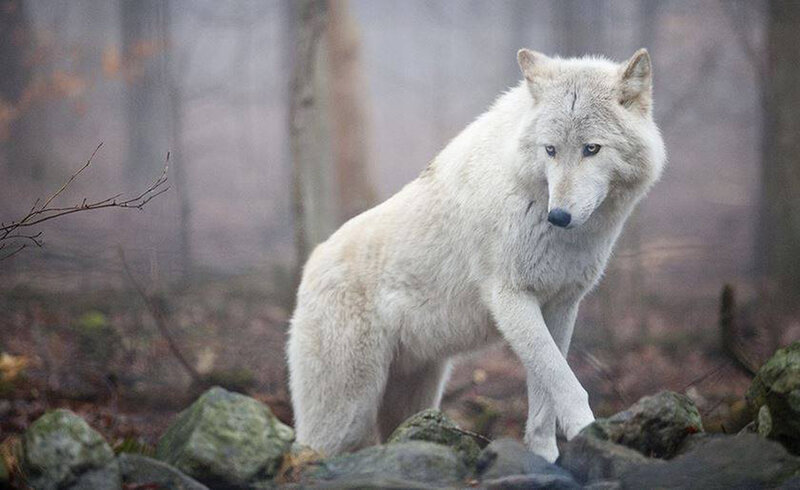 White Wolf in Forest — Natural, Autumn, Photograph