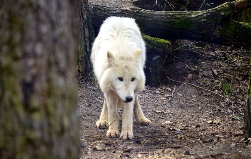 White Wolf in Forest — Natural, Autumn