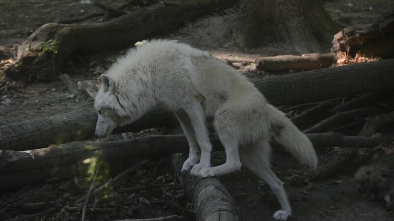 White Wolf in Forest — Natural, Photograph