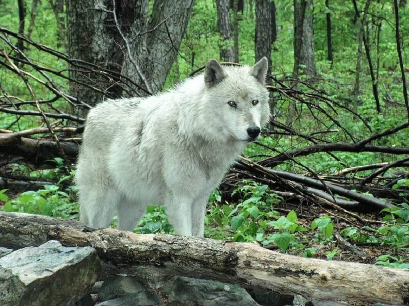 White Wolf in Forest — Natural, Summer