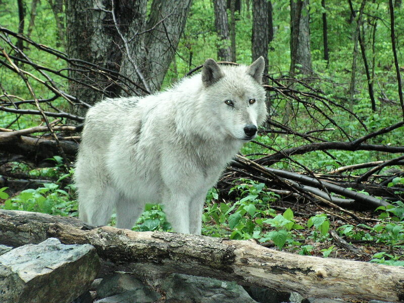 White Wolf in Forest — Natural