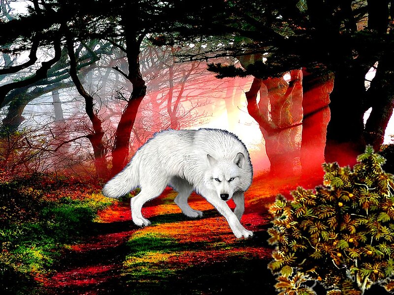 White Wolf in Forest — Red