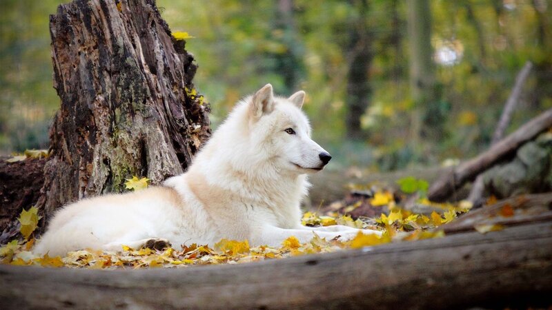 White Wolf in Forest — Serene, Autumn, Photograph