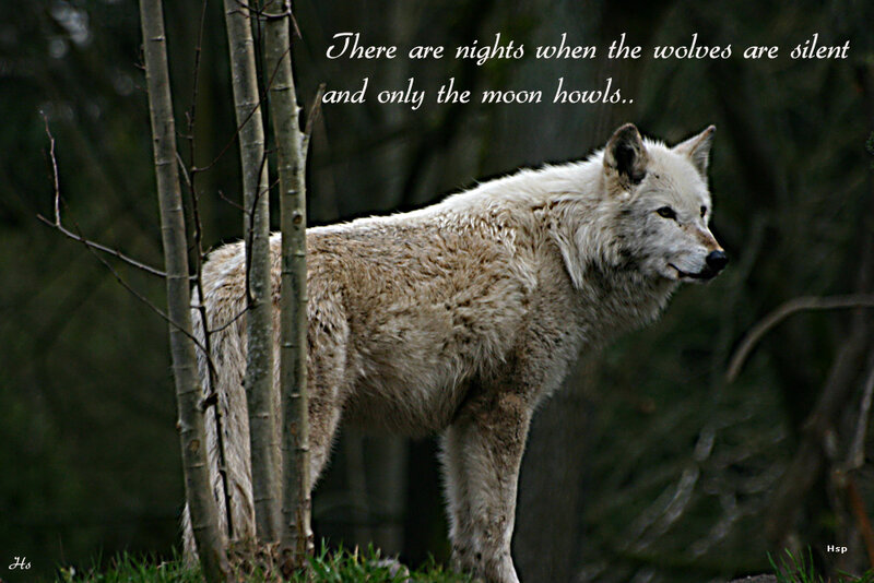 White Wolf in Forest — Serene