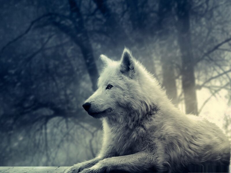 White Wolf in Forest — Serene, Winter