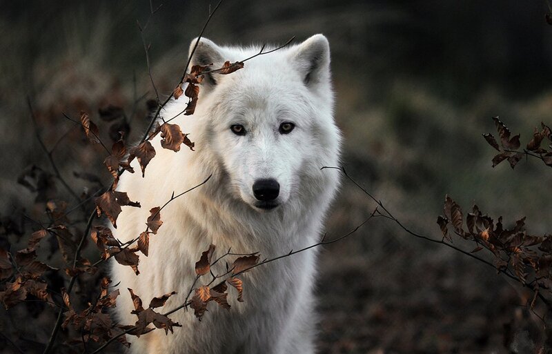 White Wolf in Forest — Serious, Autumn