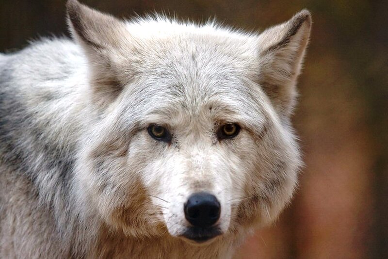 White Wolf in Forest — Serious