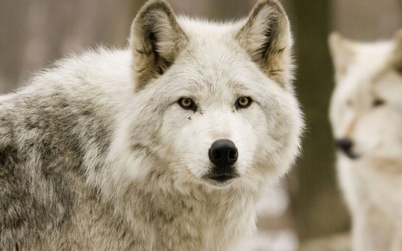 White Wolf in Forest — Winter