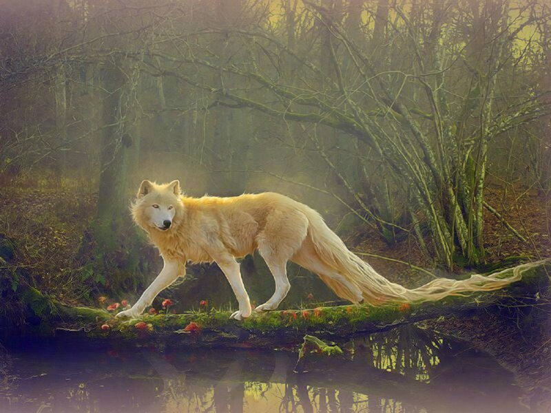 White Wolf in Forest — Yellow