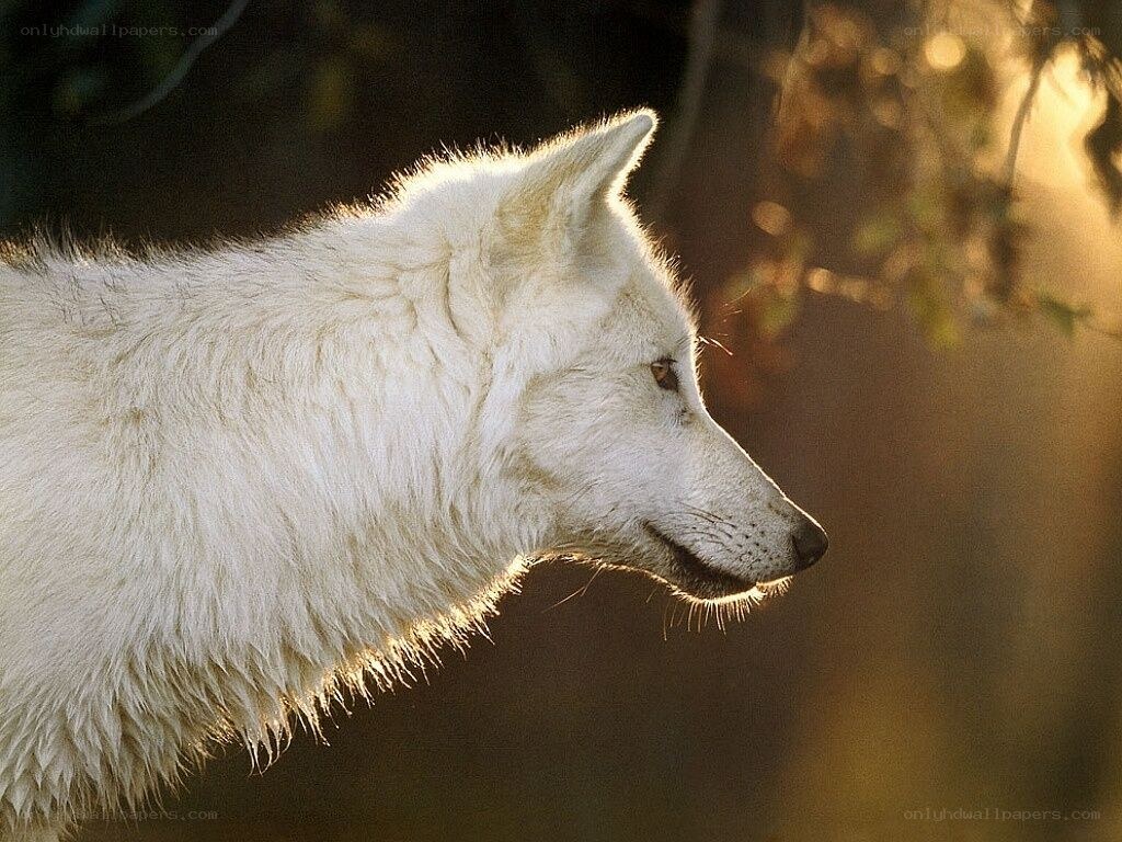 white wolf in golden light