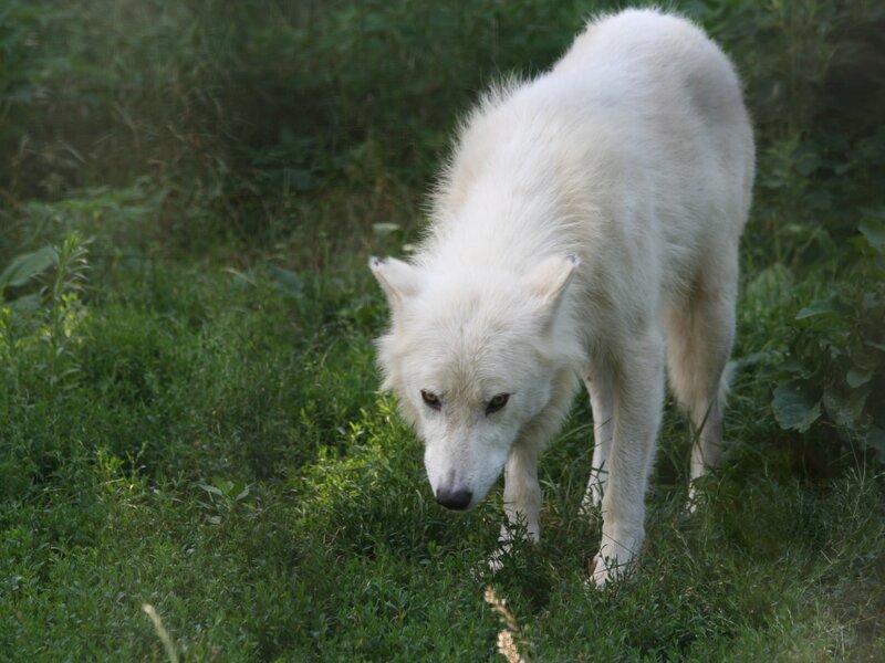 white wolf in grass