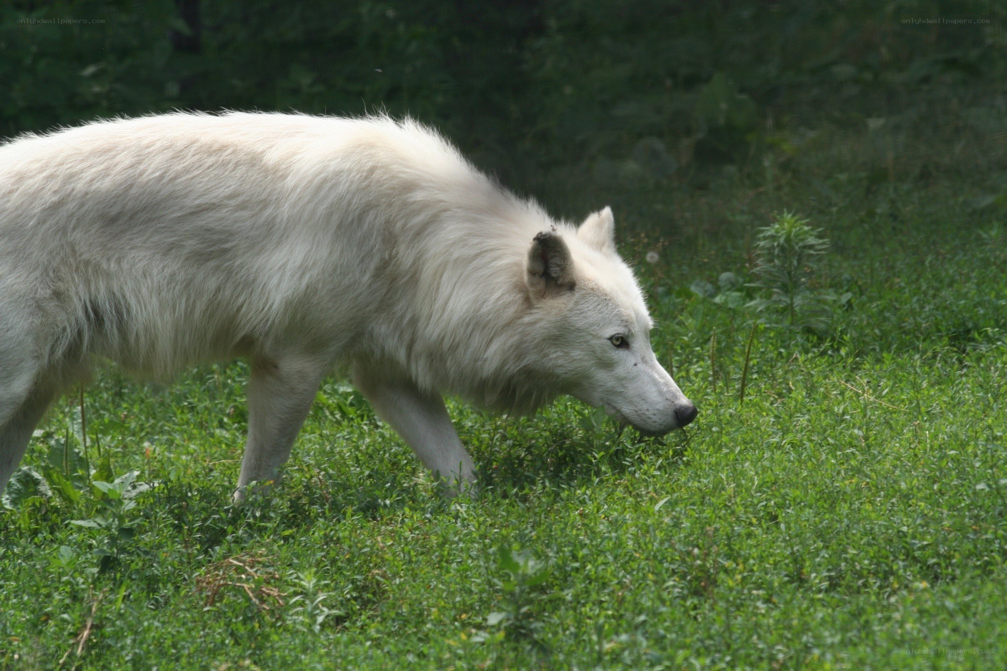 white wolf in grass
