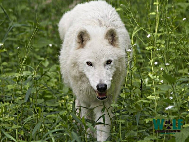 White Wolf in Grass — Alert, Summer