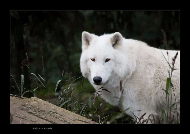 White Wolf in Grass — Alert