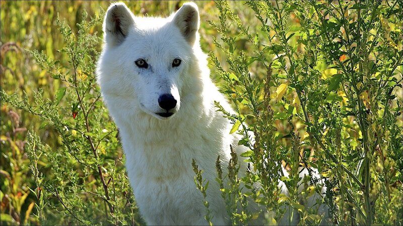 White Wolf in Grass — Calm, Afternoon, Photograph, Plants