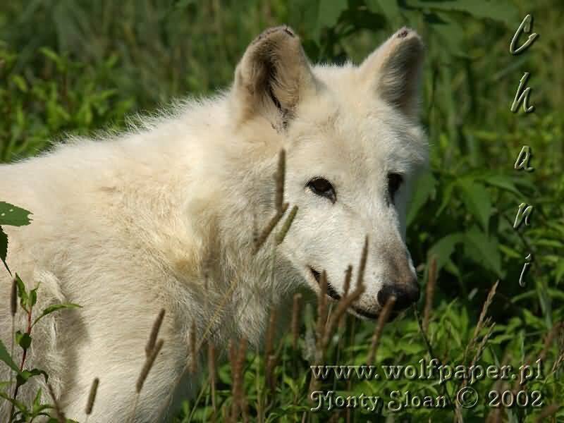 White Wolf in Grass — Calm, Afternoon