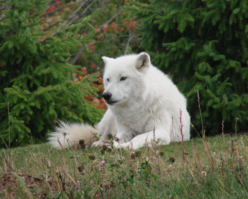 White Wolf in Grass — Calm, Autumn