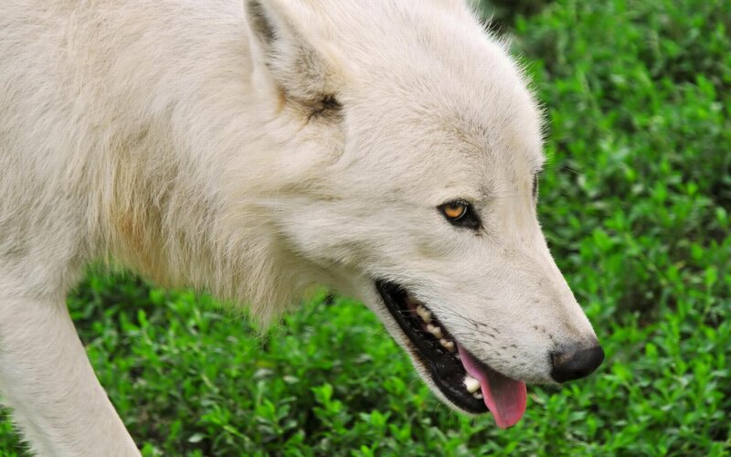 White Wolf in Grass — Calm, Photograph, Open Mouth