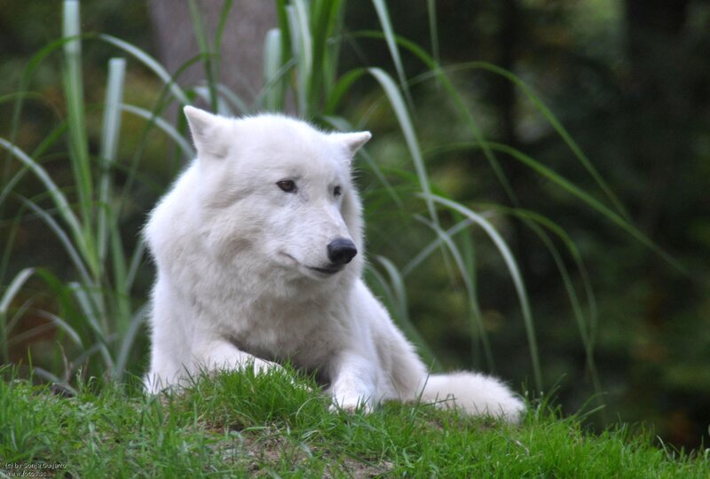 White Wolf in Grass — Calm, Photograph, Plants