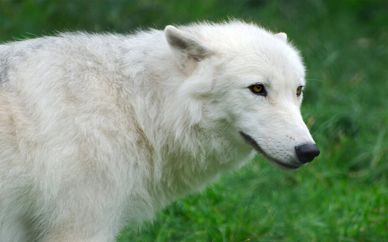 White Wolf in Grass — Calm, Photograph