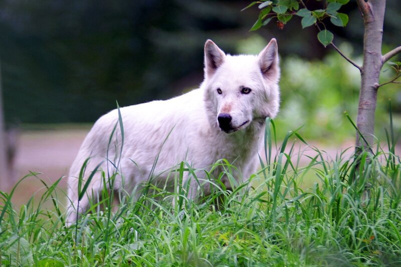 White Wolf in Grass — Green, Alert