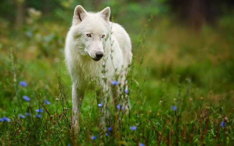 White Wolf in Grass — Green, Calm, Afternoon, Photograph, Flowers