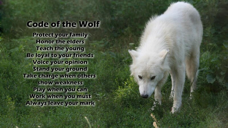 White Wolf in Grass — Green, Calm, Afternoon, Photograph