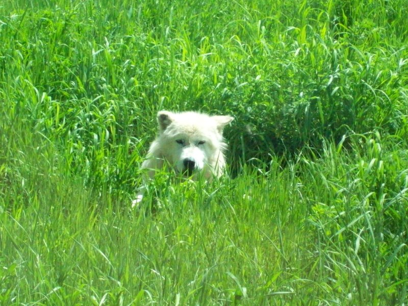 White Wolf in Grass — Green, Calm, Afternoon