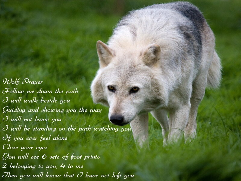 White Wolf in Grass — Green, Calm, Photograph, Text