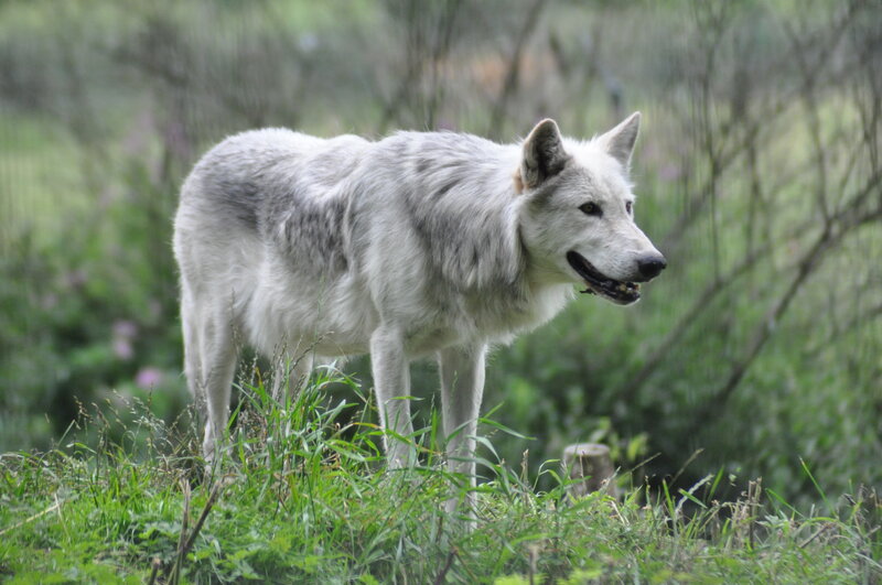 White Wolf in Grass — Green, Calm, Photograph