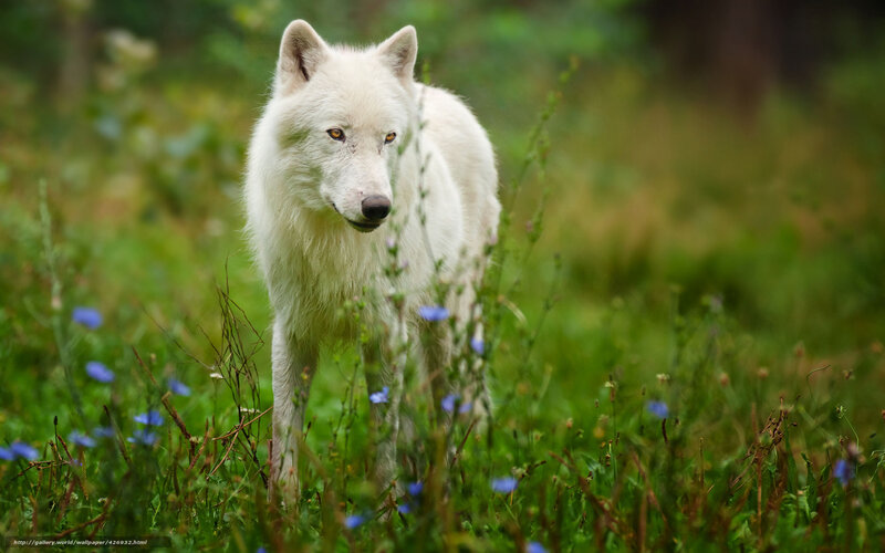White Wolf in Grass — Green, Calm, Spring