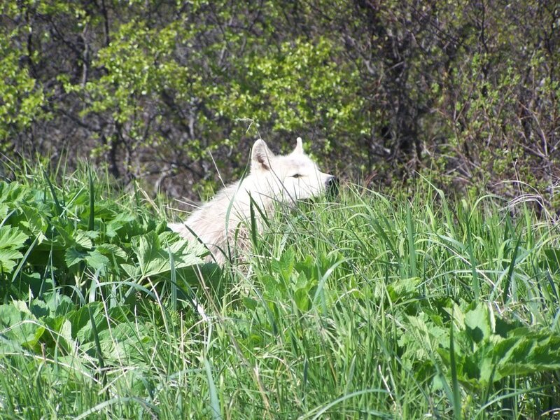 White Wolf in Grass — Green, Calm