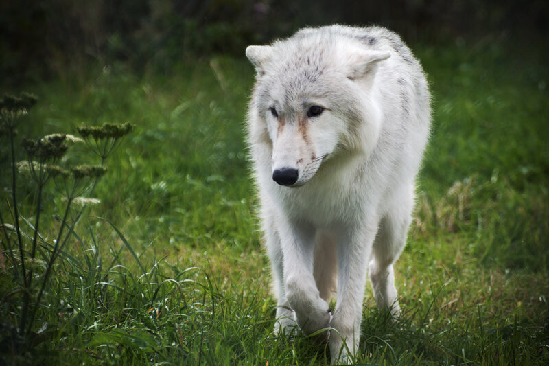 White Wolf in Grass — Green, Natural