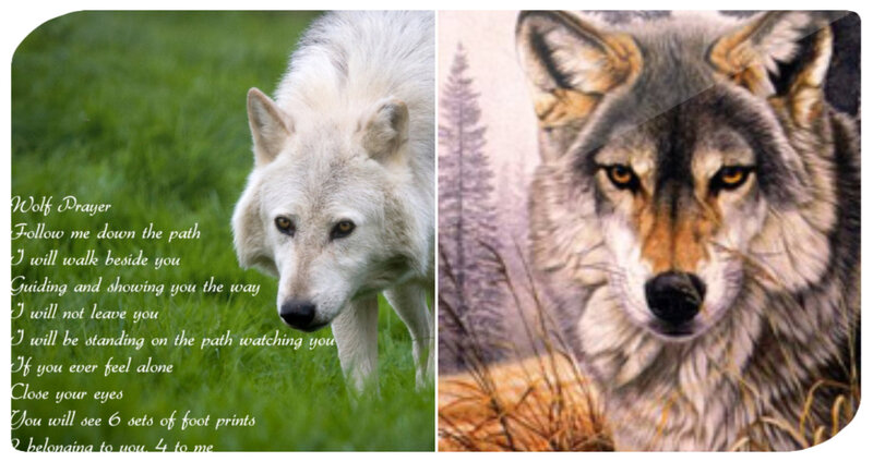 White Wolf in Grass — Green, Serene