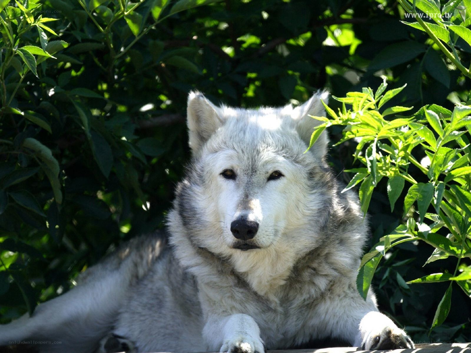white wolf in green foliage
