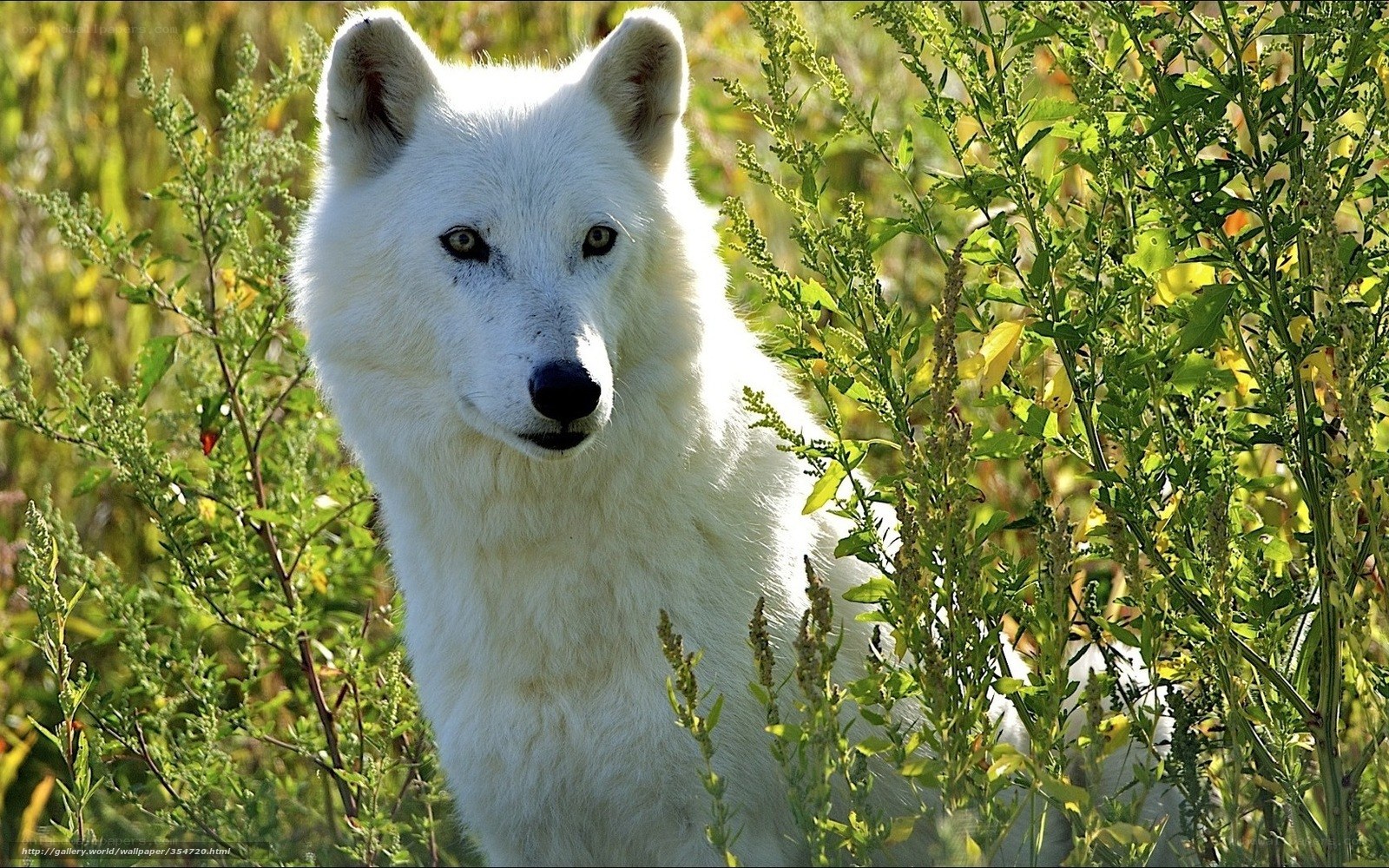 White wolf in green foliage