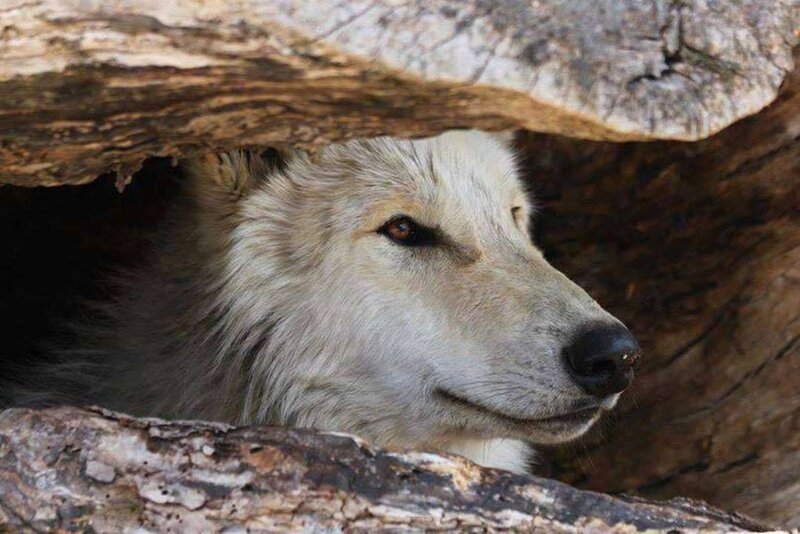 White Wolf in Hollow Log