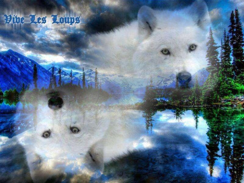 White Wolf in Landscape — Blue