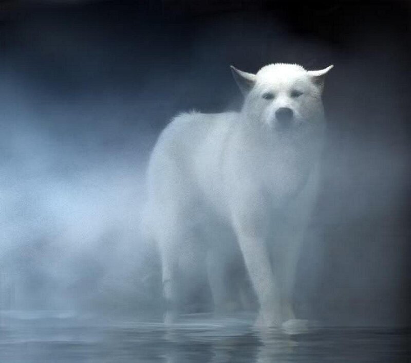 white wolf in mist