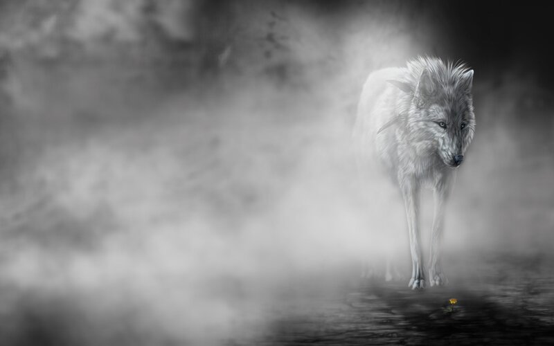 White Wolf in Mist — Gray, Dramatic