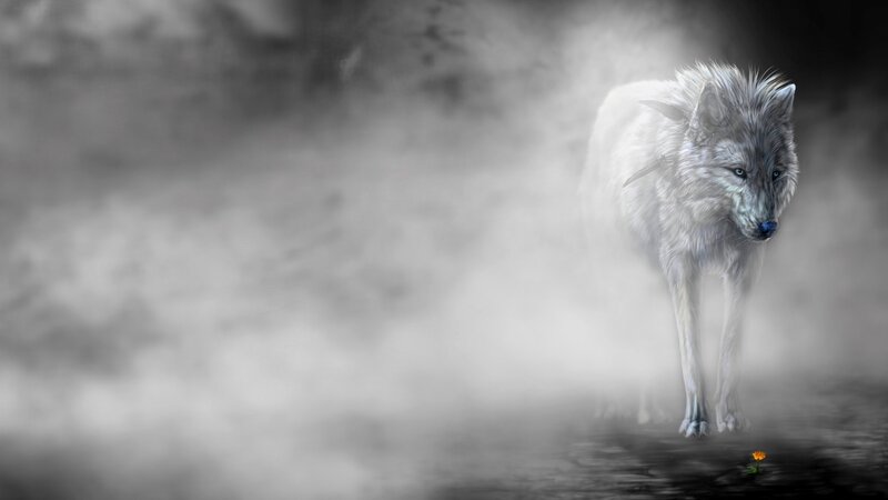 White Wolf in Mist — Gray, Mysterious