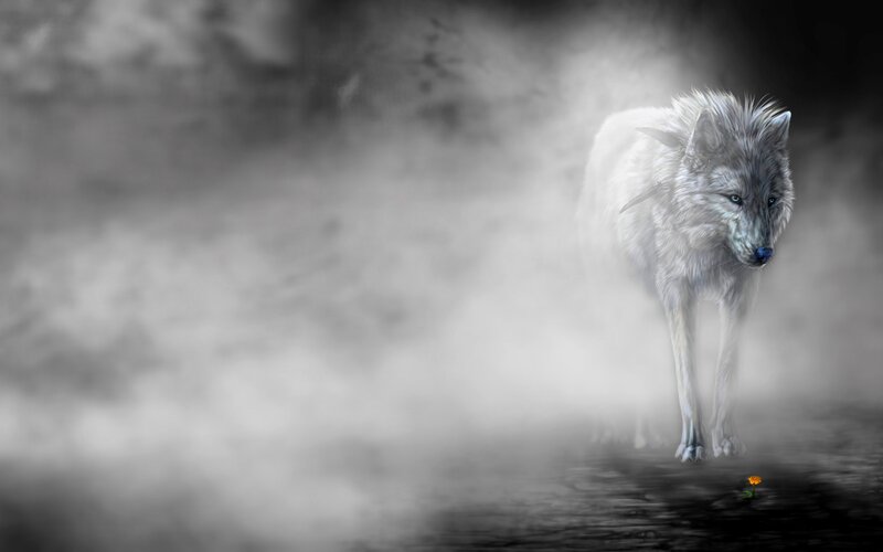 White Wolf in Mist — Gray