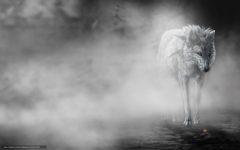 White wolf in mist