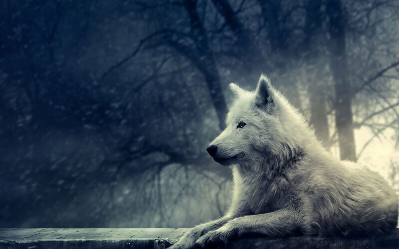 white wolf in misty forest