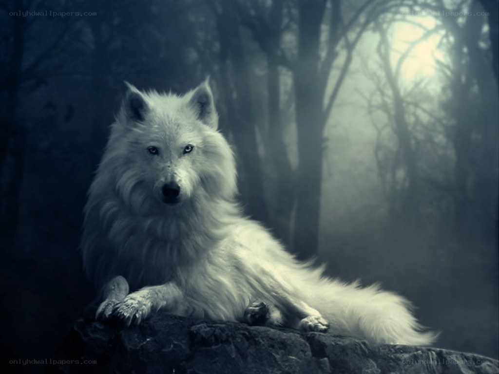 white wolf in misty forest