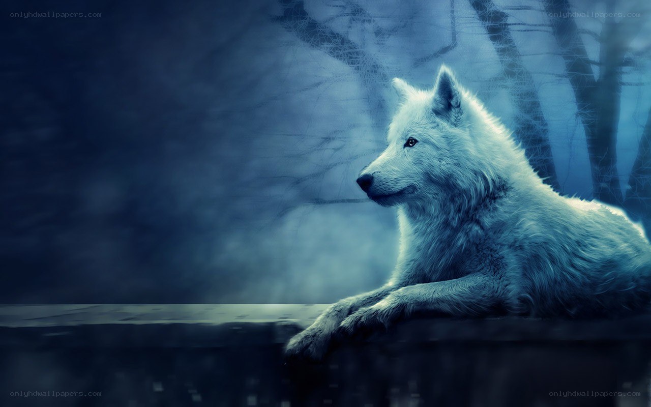 white wolf in misty forest
