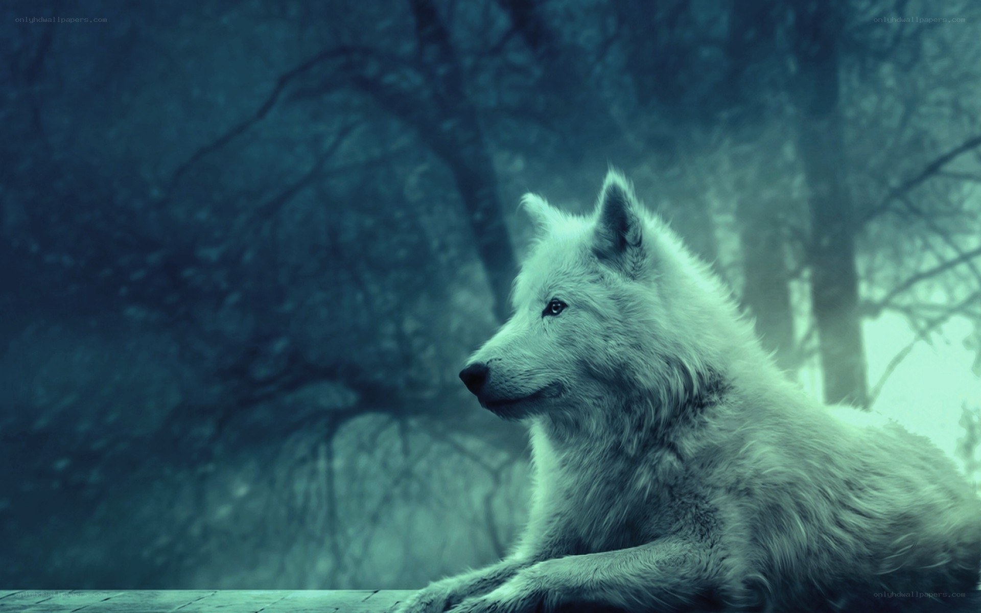white wolf in misty forest