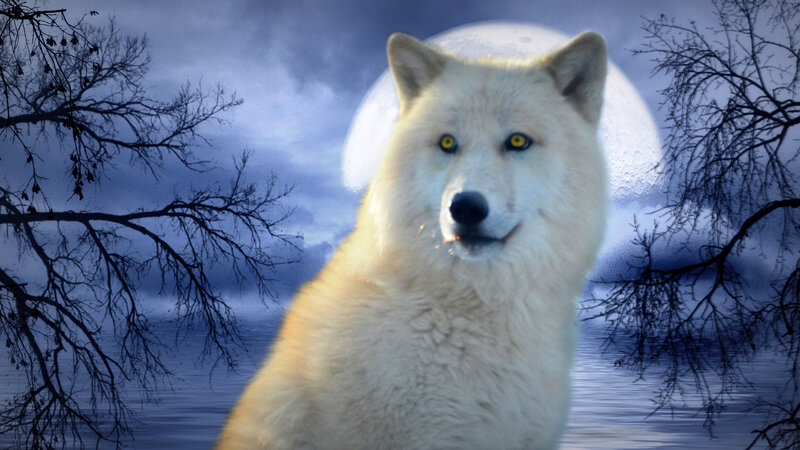 White Wolf in Moonlight — Blue